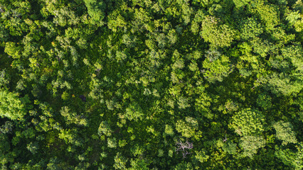 Wall Mural - lush green forest with trees of various sizes