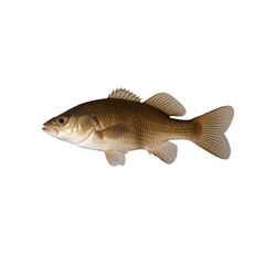 Wall Mural - TRANSPARENT PNG ULTRA HD 8K A solitary catfish floating with its whiskers, smooth body, and earthy tones standing out clearly against a transparent background