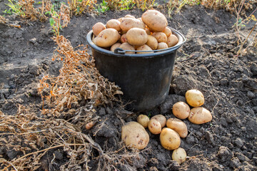 Abundant harvest of natural potatoes in the garden. A lot of potato tubers.