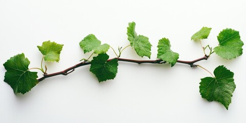 Canvas Print - Vine on white background