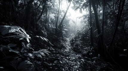 Poster - Woodland Trail in Monochrome