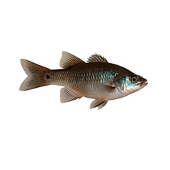 Wall Mural - TRANSPARENT PNG ULTRA HD 8K A solitary Molly fish with vivid colors and flowing fins, swimming elegantly against a transparent background, highlighting its lively and graceful form