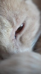 Canvas Print - A cat with a brown eye and a white face. The cat is laying down and looking at the camera