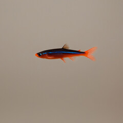 PNG ULTRA HD 8K A solitary Neon Tetra fish, showcasing its vibrant iridescent colors and sleek body, swimming gracefully against a neutral background, emphasizing its delicate and luminous nature