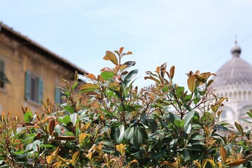 Wall Mural - Blick in die Altstadt von Pisa in Italien	