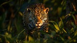 American jaguar on the hunt Wild nature in the Pantanal : Generative AI