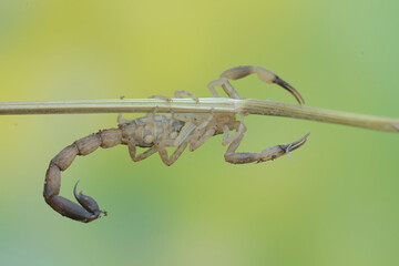 Wall Mural - A Chinese swimming scorpion is hunting small insects on dry grass stalks. This Scorpion has the scientific name Lychas mucronatus.