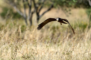 Sticker - Rohrweihe - Weibchen // Western marsh harrier - female (Circus aeruginosus) 