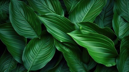 Wall Mural - Tropical leaf texture nature background for eco abstract concept