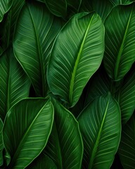 Tropical leaf texture nature background for eco abstract concept