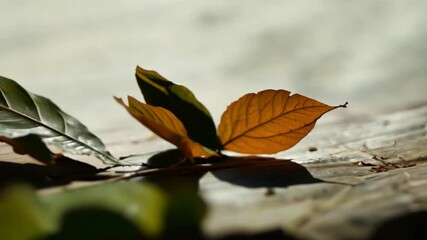 Poster - The tea leaves in various colors lie on a wooden surface glowing in soft sunlight.
