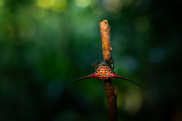 Wall Mural - Long horned orb weaver spider (macracantha arcuata) perching on twig, natural bokeh background
