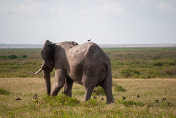 Amboseli elephant