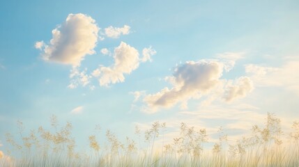 a morning sky with a field of tall grass in the foreground.