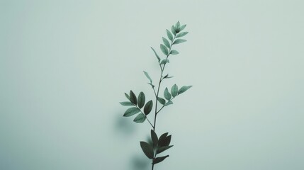 Canvas Print - A minimalistic shot of a fresh green leaf branch against a serene pale green background, conveying simplicity and tranquility.