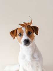 Sticker - Cute Jack Russell Terrier dog sitting with an autumn leaf on his head on a beige background. Funny autumn puppy portrait