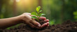 © 2April - Hand Holding Young Green Plant -  Symbol of Hope, Growth and Nature