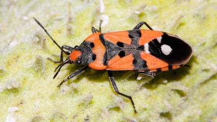 bug on a leaf