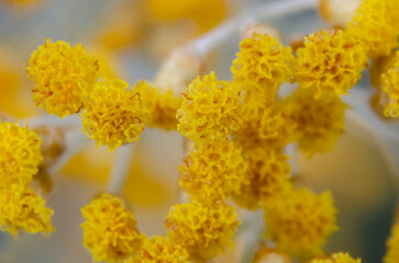 yellow flowers in spring