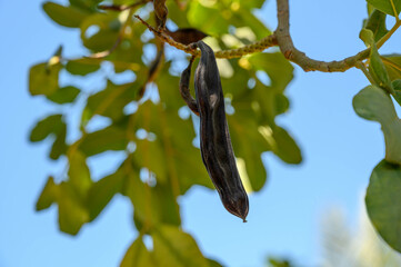 Carob tree , fresh carob berries carob healthy food, Ceratonia siliqua (carob)