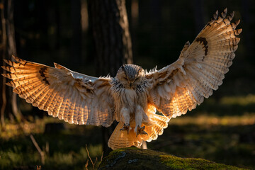 eurasian eagle-owl (bubo bubo sibiricus)
