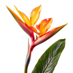 Wall Mural - isolated strelitzia reginae flower