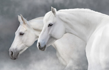 Wall Mural - two horse portrait close up