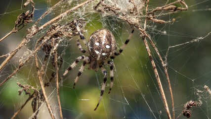 spider on the web