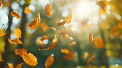 Wall Mural - Golden autumn leaves dance in the sunlight during a peaceful afternoon in the woods.