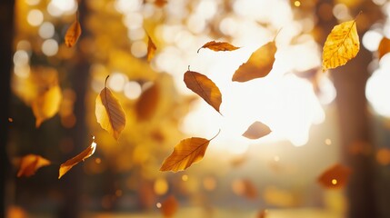 Wall Mural - Autumn leaves falling gently in sunlight at a park during late afternoon.