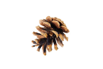 Wall Mural - christmas pine cones isolated on white or transparent png