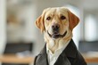 © Alina - Cute labrador dog in modern suit on blurred office background
