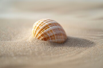 Seashell on sandy beach