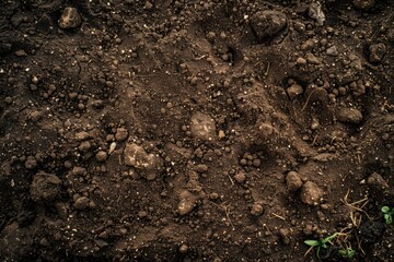 Canvas Print - Fertile soil texture with rocks and plants