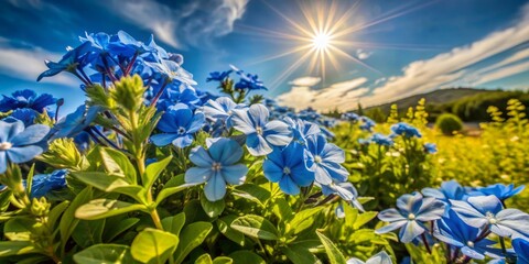 Wall Mural - Vibrant blue flowers bloom amidst lush green foliage, bathed in warm sunlight, under a radiant clear sky with a few wispy white clouds.