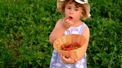 Poster - a child picks strawberries in the garden. Selective focus.