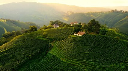 Poster - The Tea plants cover the hills while a small house rests nearby under a golden sky.