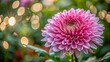 © Sirinporn - Vibrant pink chrysanthemum blooms against a whimsical, soft-focus bokeh background, leaving ample negative space on the left for text overlay, evoking serenity and elegance.