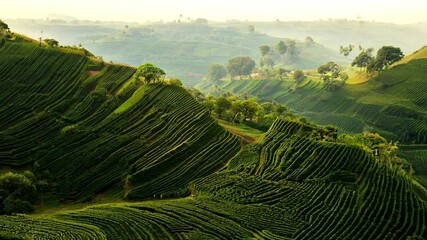 Poster - The Lush, rolling hills of tea plants bathed in warm evening light.