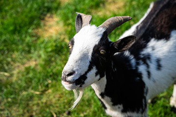 A goat grazes on green grass in the Altai Mountains, showcasing its black and white coat under clear blue skies