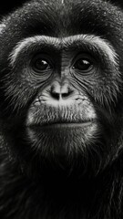 Canvas Print - Black and White Photography of a Monkey. Lowkey.