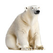© duyina1990 - [Transparent Background PNG]Polar Bear Sitting on White Background