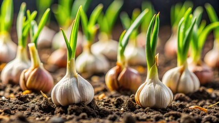 Close-up of germinating garlic sprouts, garlic, organic, close-up, growth, plant, green, fresh, healthy, food