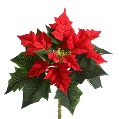 [transparent background png]red poinsettia flower plant on white background