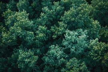 Poster - An aerial view of a dense and lush green forest, great for use in environmental or nature-themed projects