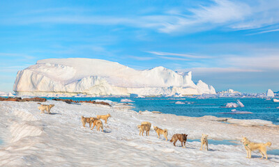 Wall Mural - Many greenland dogs chained up on the snow, with hut-colored houses in the background and Greenland mountain and seascape - Kulusuk, Greenland