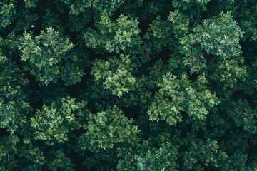 Poster - Aerial view of a dense forest with numerous trees, suitable for environmental or nature-themed designs
