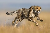 A cheetah sprinting across a sunny, dry grass field