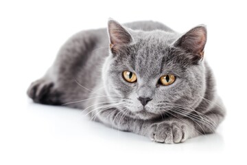 Aufkleber - A close-up of a gray cat resting on a white surface, perfect for pet-related or minimalist-themed designs