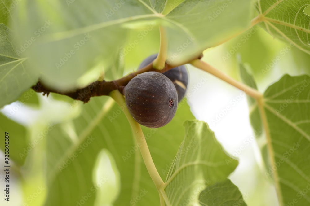 Closeup Ficus carica known as fig tree with green leaves and the fruit ...